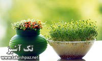 هفت سین نماد چیست | مجله تک آشپز