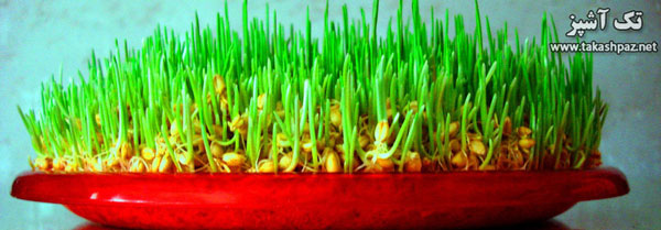 کاشت سبزه عید 3 زمان مناسب برای کاشت سبزه گندم| مجله بانوان تک آشپز