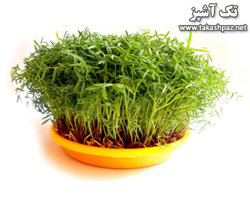 کاشت سبزه عید 4 زمان مناسب برای کاشت سبزه عید نوروز ماش| مجله بانوان تک آشپز