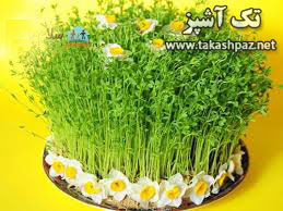 کاشت سبزه عید 5 بهترین زمان برای سبزه عید نوروز عدس| مجله بانوان تک آشپز