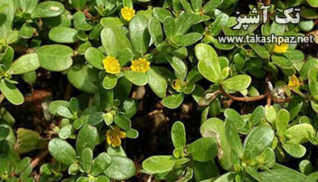 کاشت سبزه عید 6 زمان گذاشتن سبزه عید نوروز شاهی و خرفه| مجله بانوان تک آشپز