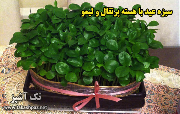 کاشت سبزه عید 11 سبزه عید با هسته پرتقال و لیمو| مجله بانوان تک آشپز
