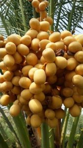 درمان کبد و کبد چرب با مصرف خرما| میوه درمانی | تک آشپز