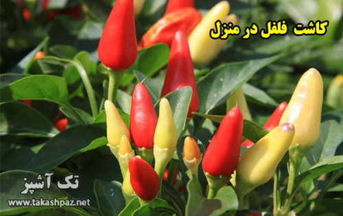 آموزش کاشت فلفل در منزل | مجله بانوان تک آشپز