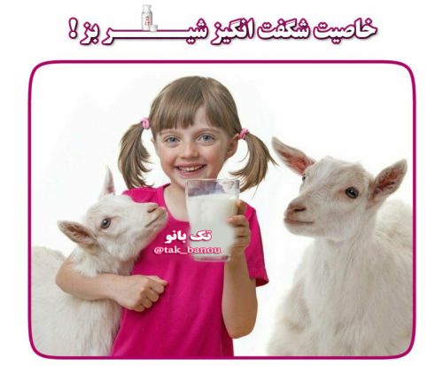 خاصیت شگفت انگیز شیر بز | مجله سلامتی تک آشپز